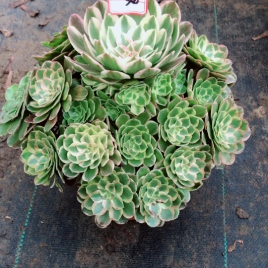 用***姐无花朵半糖荔枝法师多肉植物34号