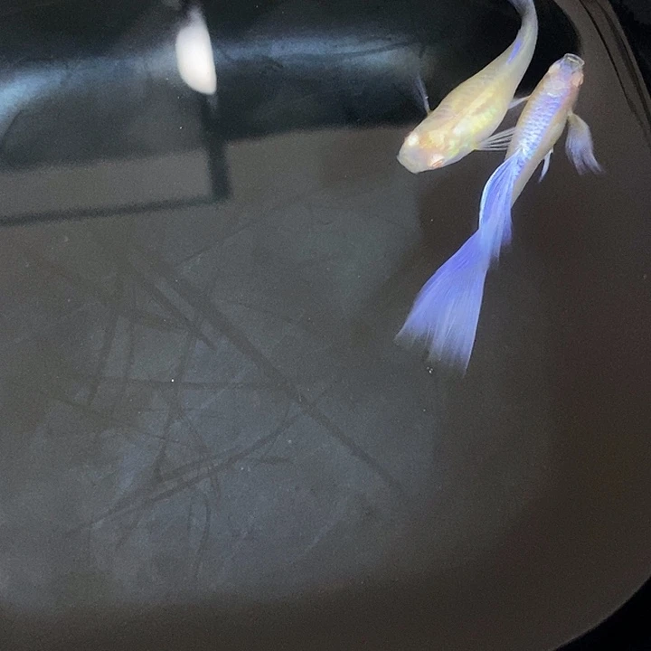 紫白鸥翼飞船一对孔雀鱼