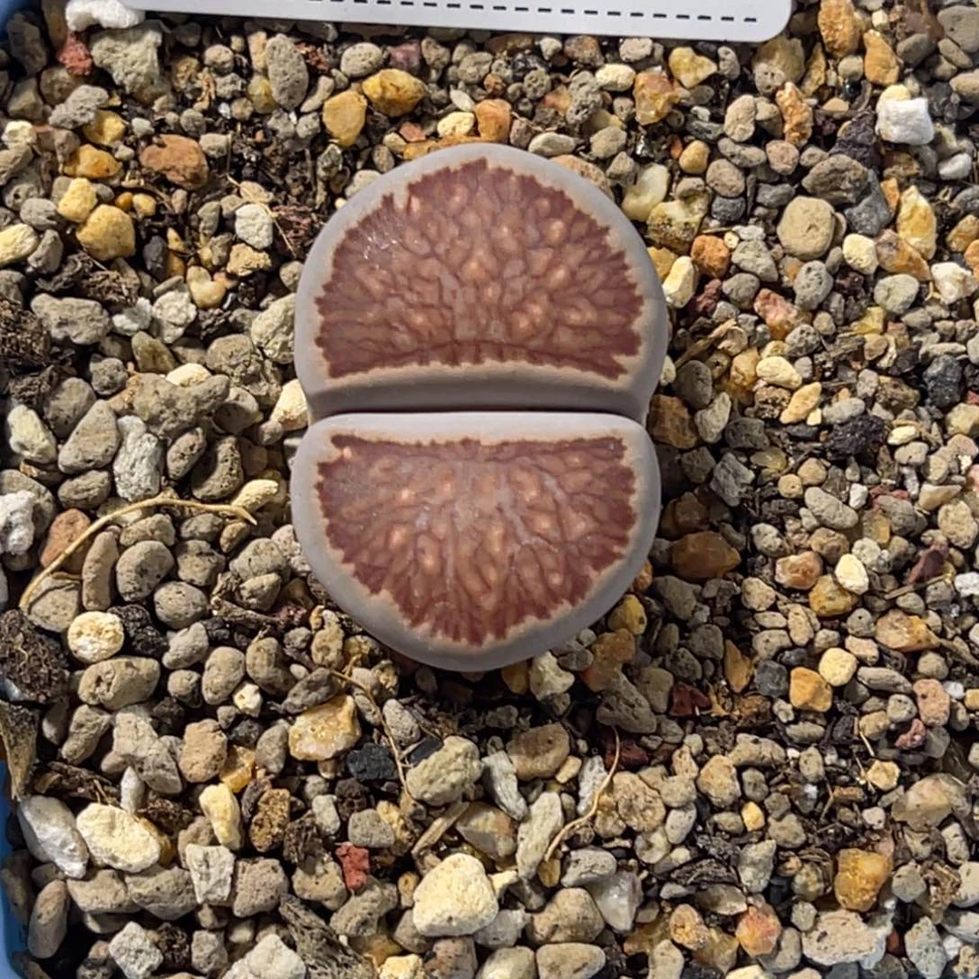 7179岛田红窗菊1尺寸2:9