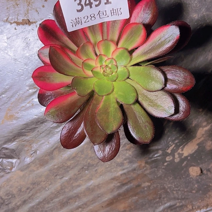 超****沂3491花蝴蝶多肉植物