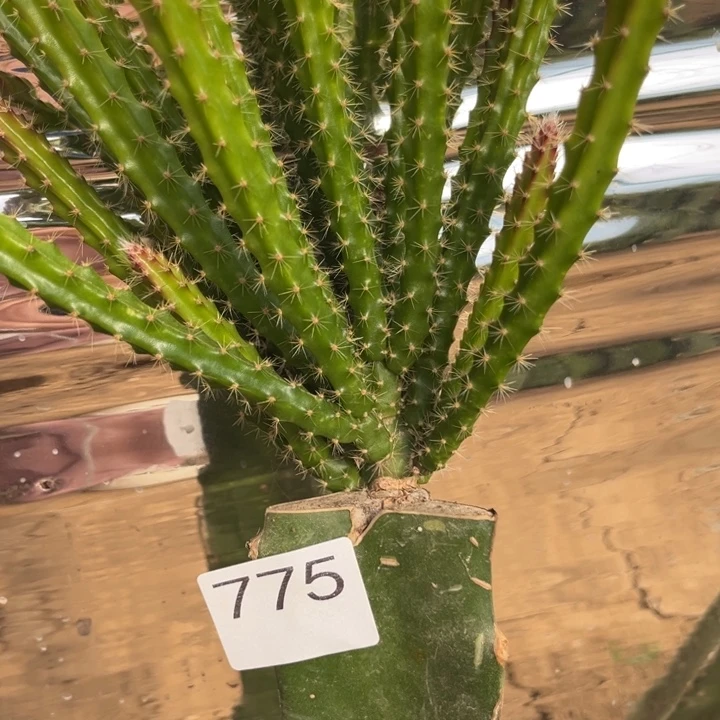 乄***夵垂吊鼠尾令剑粉色775