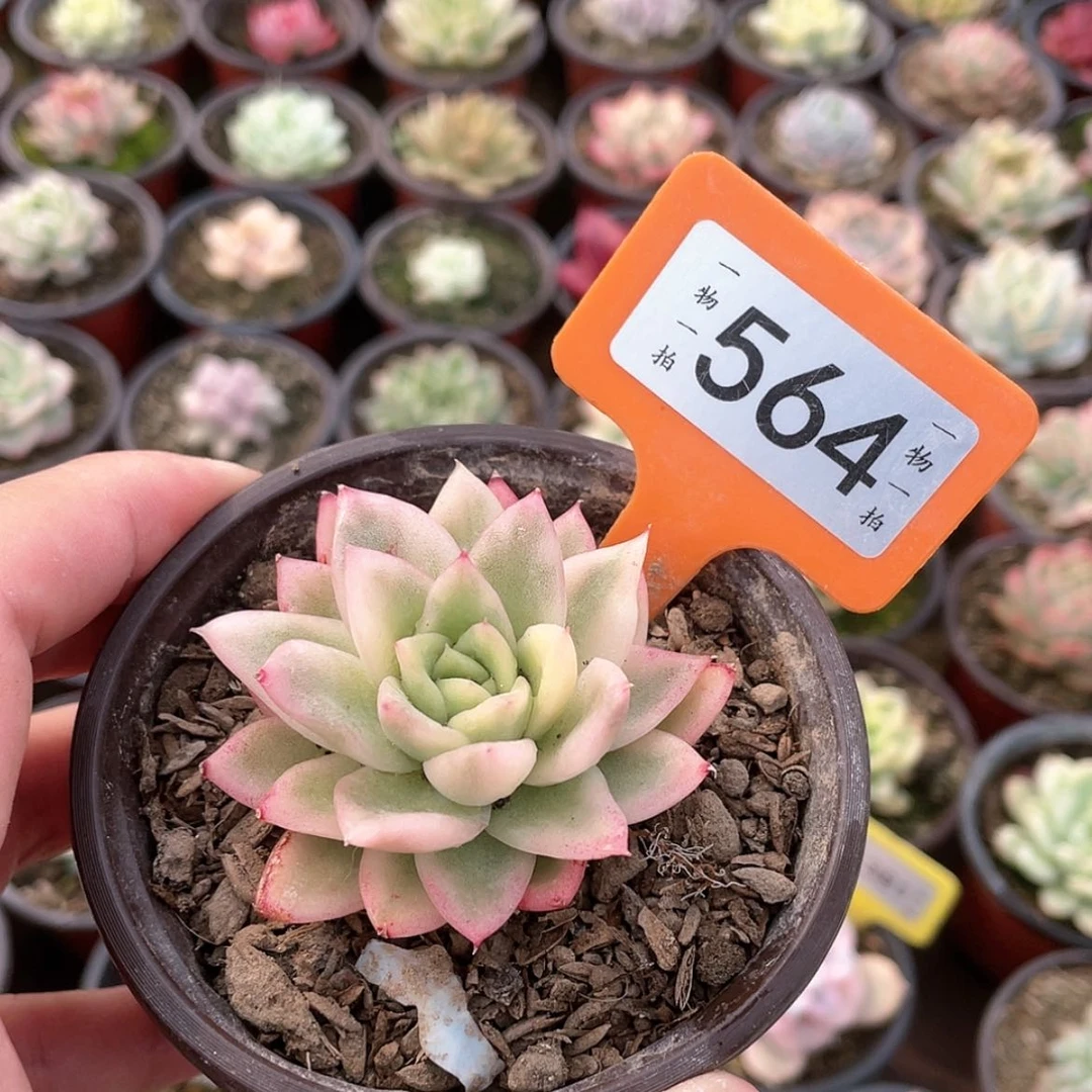 【闪购商品】大**啊564号