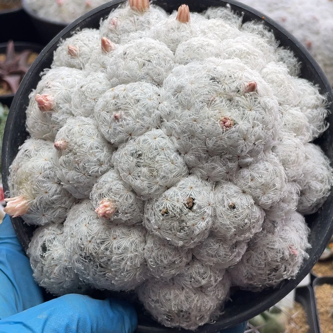 实生日系高绒羽毛佛头白星33