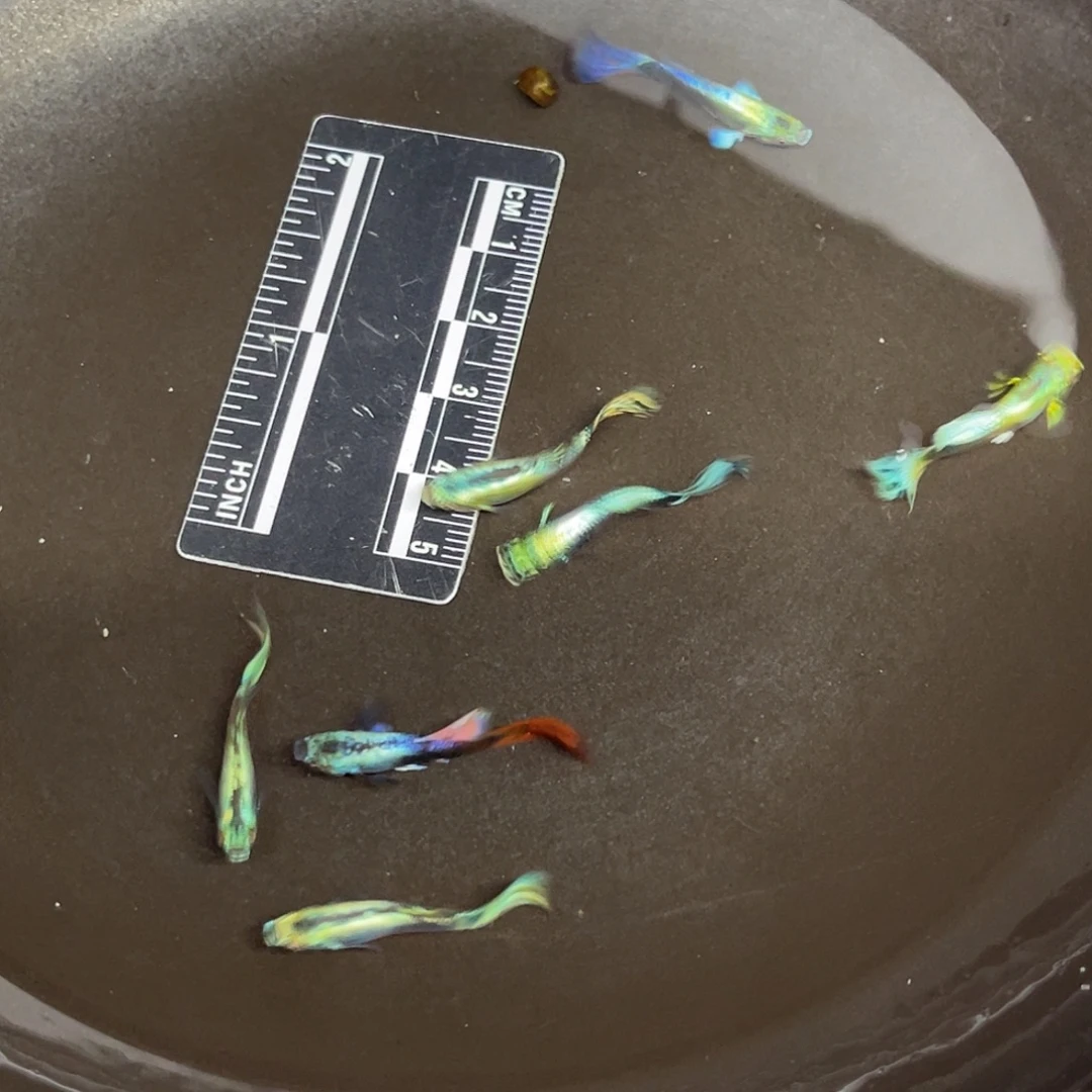 蓝鲨13号哈哈哈哈哈哈