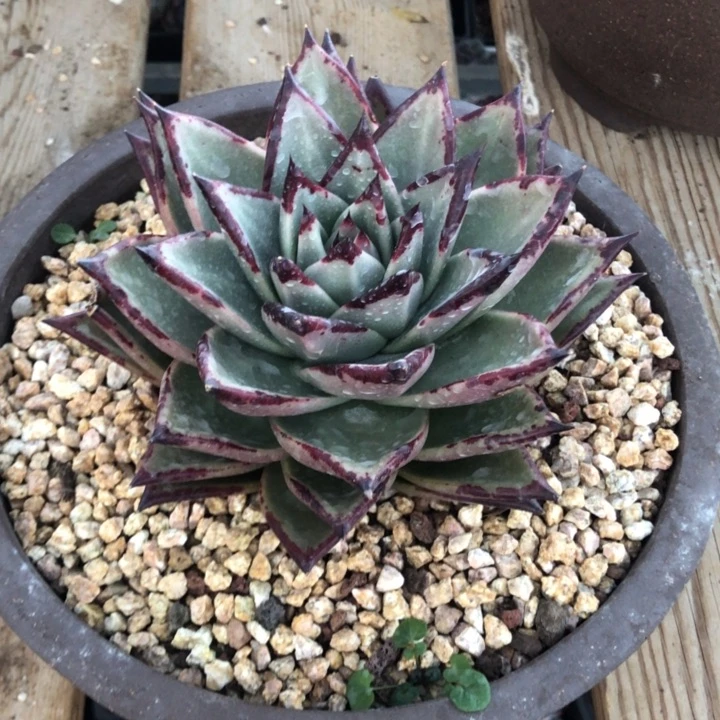 叠叶美乌00000000030