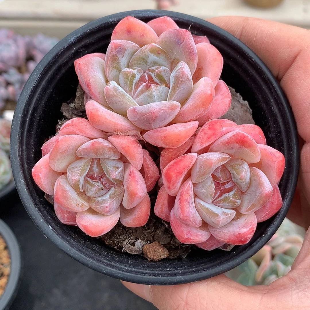 102秋露白多肉一颗8厘米