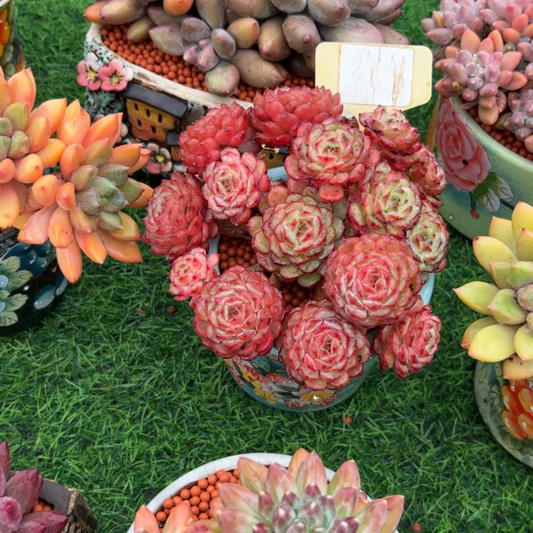 日***绣白胖子小老桩多肉