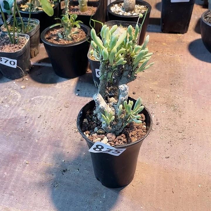 835卡拉菲厚墩菊块根