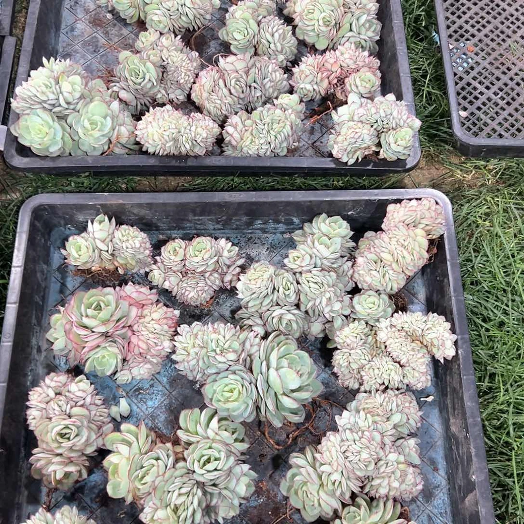 214-3小牡丹亭缀化多肉随机