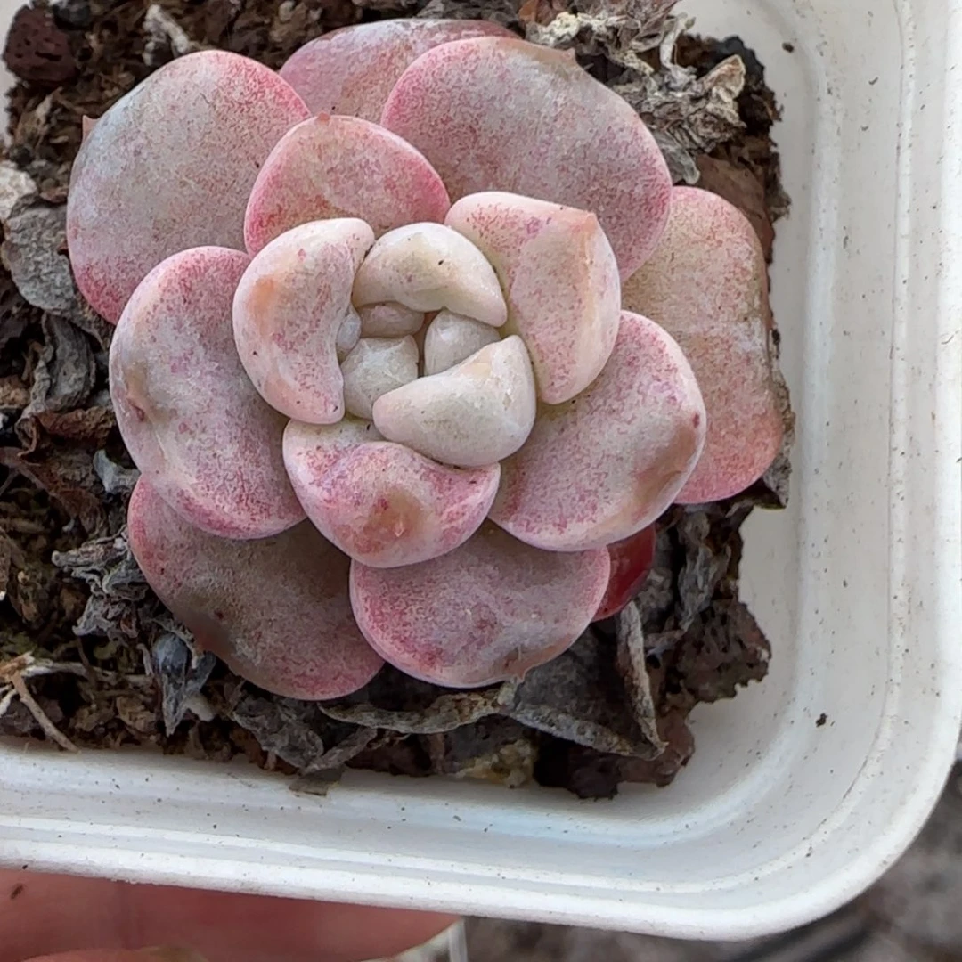 小卡拉米糖心一物一拍