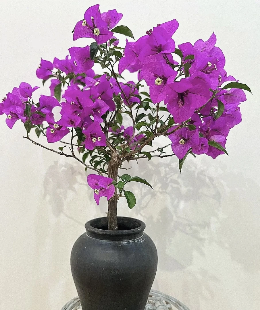 三角梅安格斯云南紫原盆原土室内室外盆栽地栽