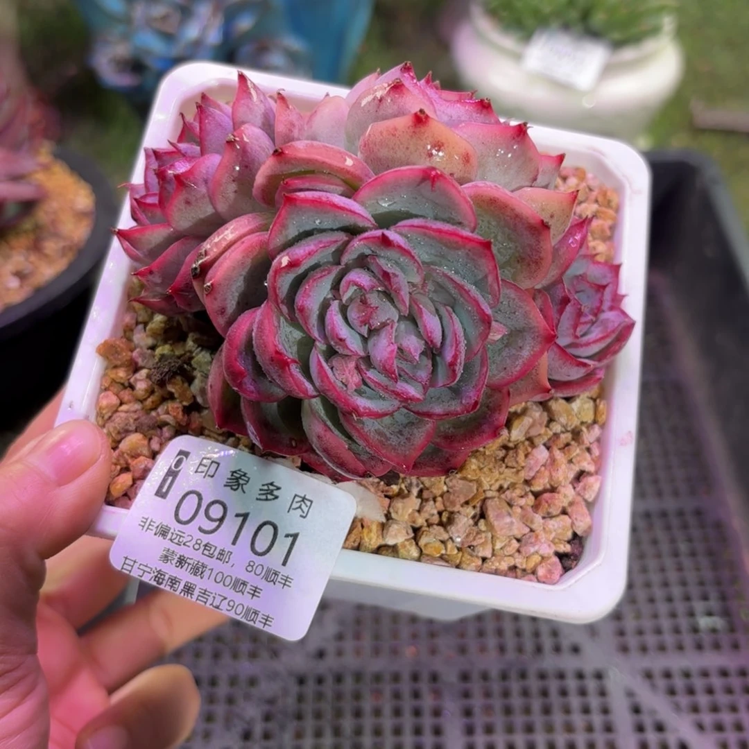 多肉植物9101fdgg