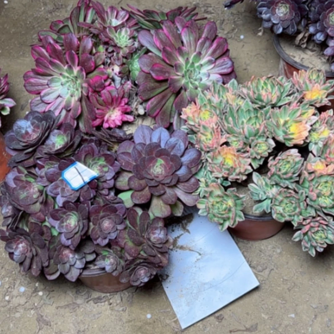 【闪购商品】多肉植物砍过不售后1