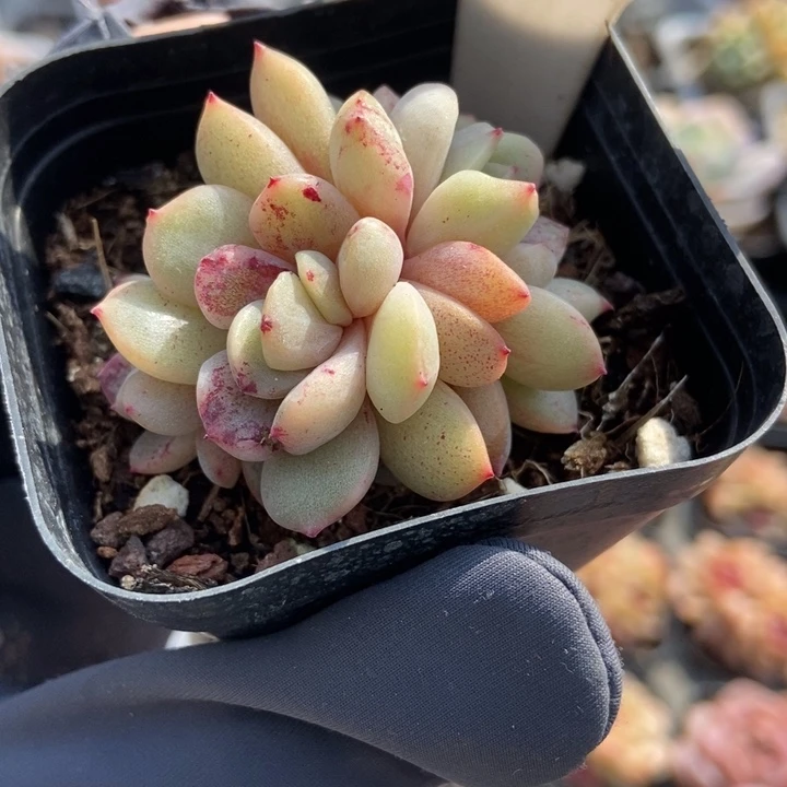 1072红恋石化多肉植物保护