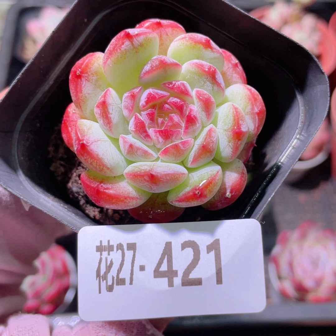 花利美27-421白桃汽水