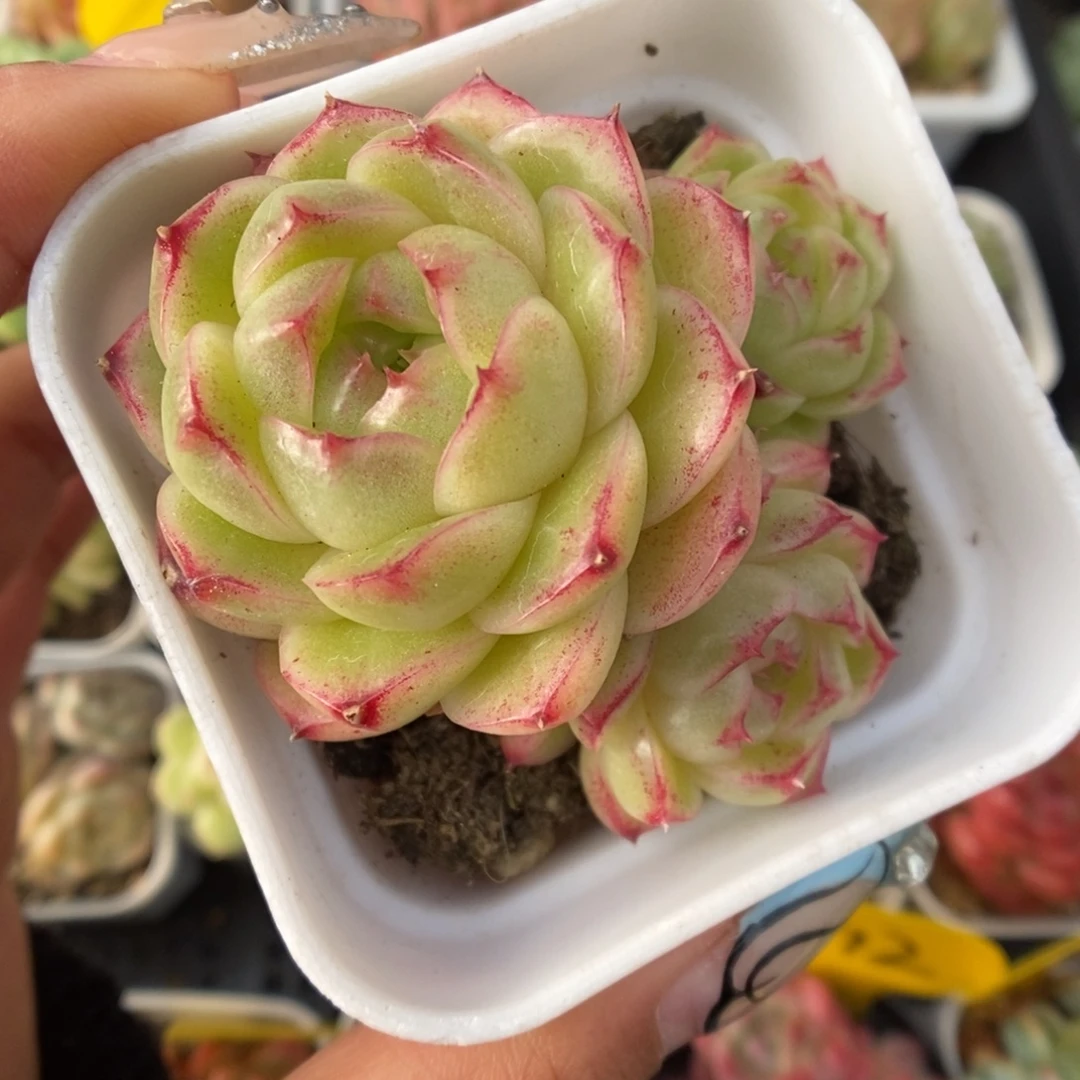 菠萝蜜麦秆可拍362号