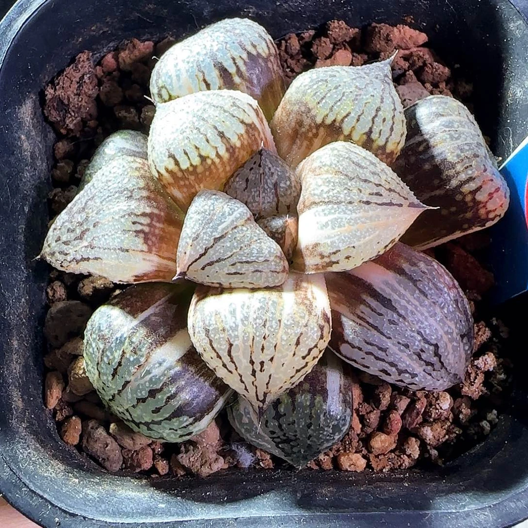 14号实生丸叶白银锦一物一拍带盆土