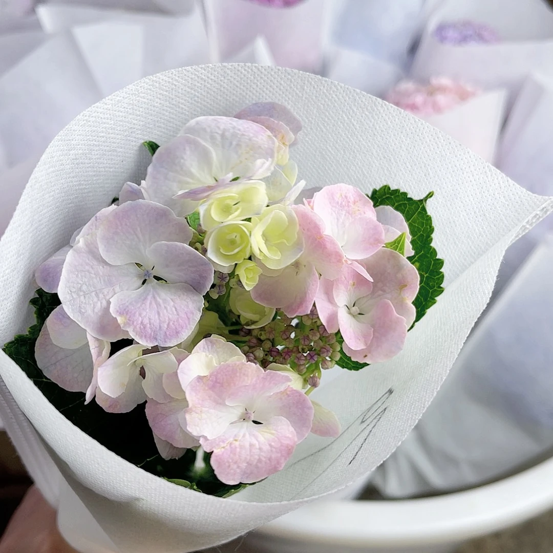 完全开放稀有绣球花79