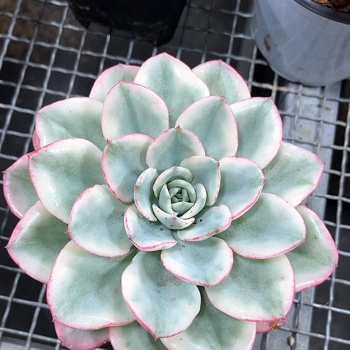 奶油黄桃锦多肉植物
