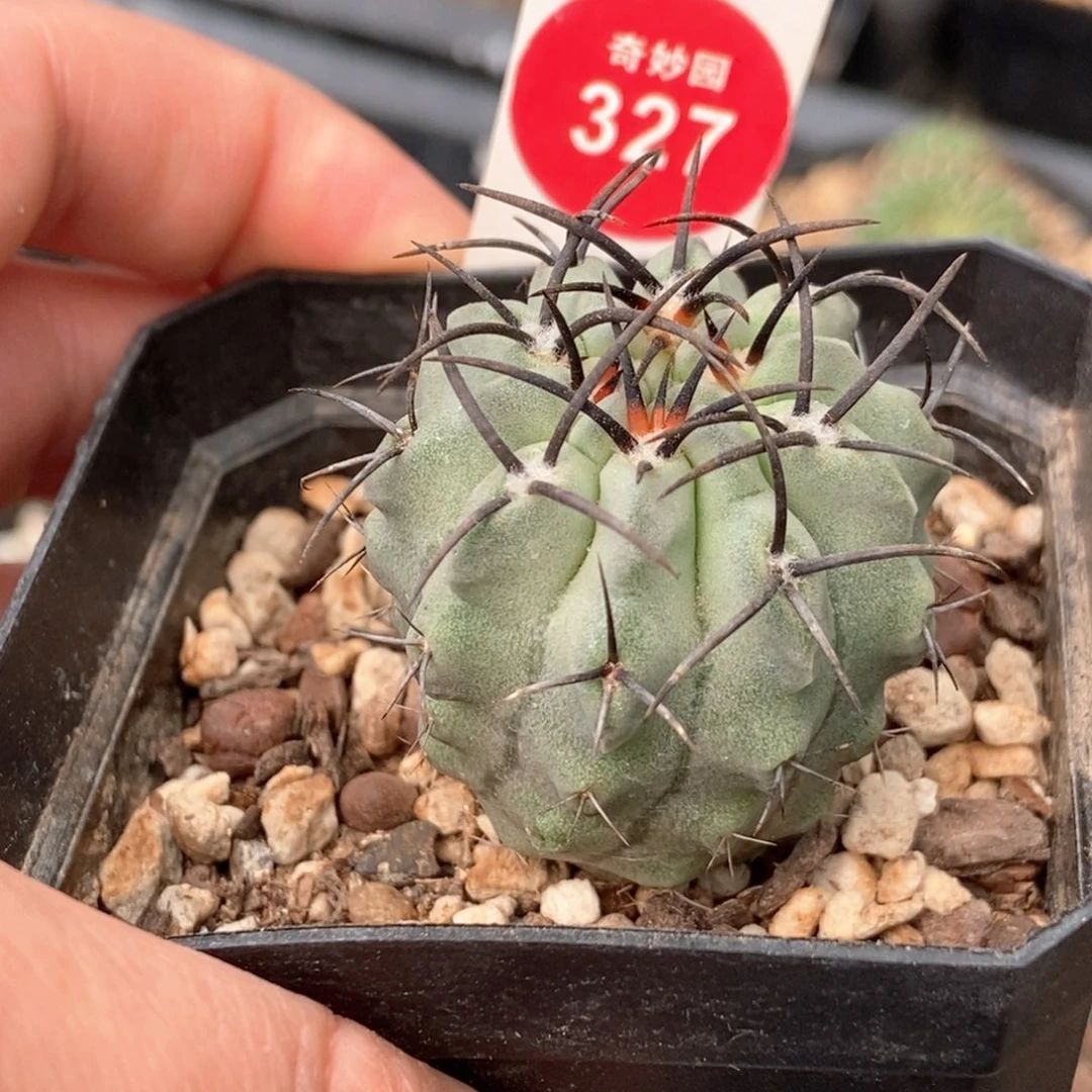 实生白肌狂刺阿寒玉3.5cm