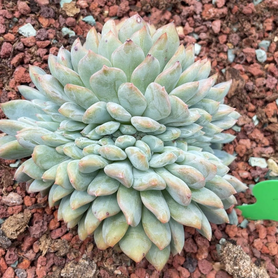 狮**王石榴子星影缀103
