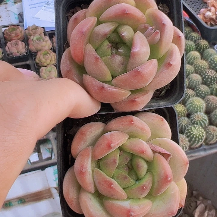 球橙2颗多肉19包邮
