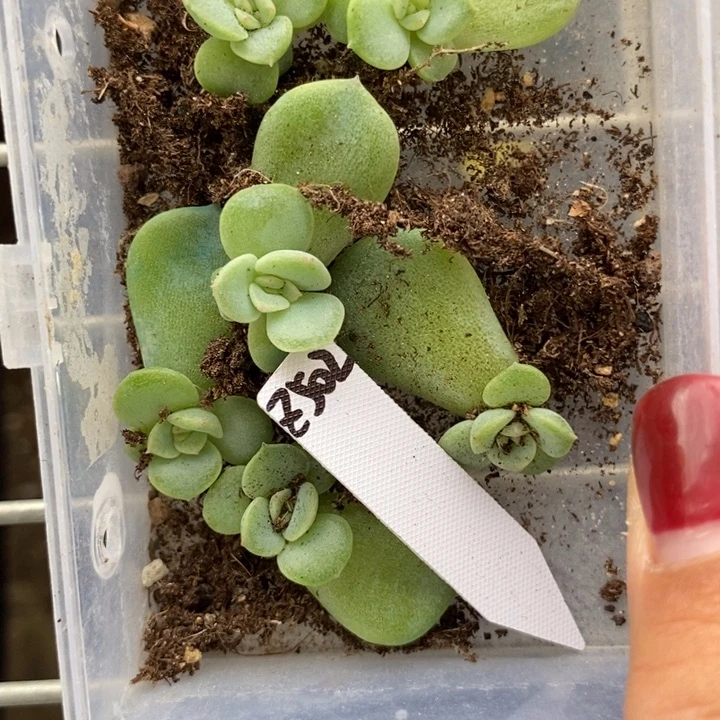 珍妮z502芽苗一个多肉