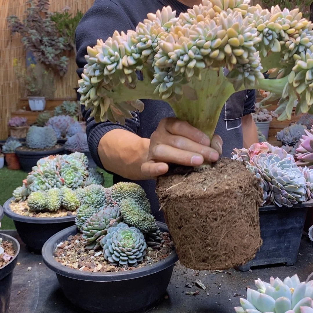 怡****姐A40号淡雪缀多肉