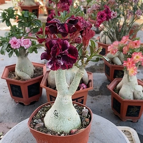 【闪购商品】无花朵缘*绿植