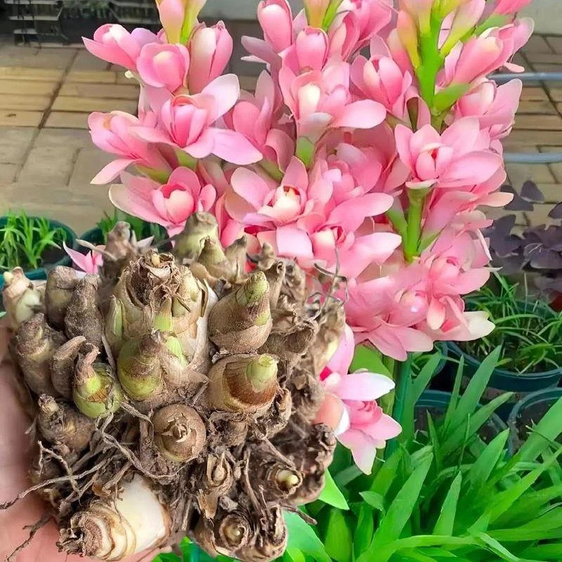 晚香玉种球多头重瓣盆栽浓香型纯白色阳台庭院室外耐旱寒植物花卉