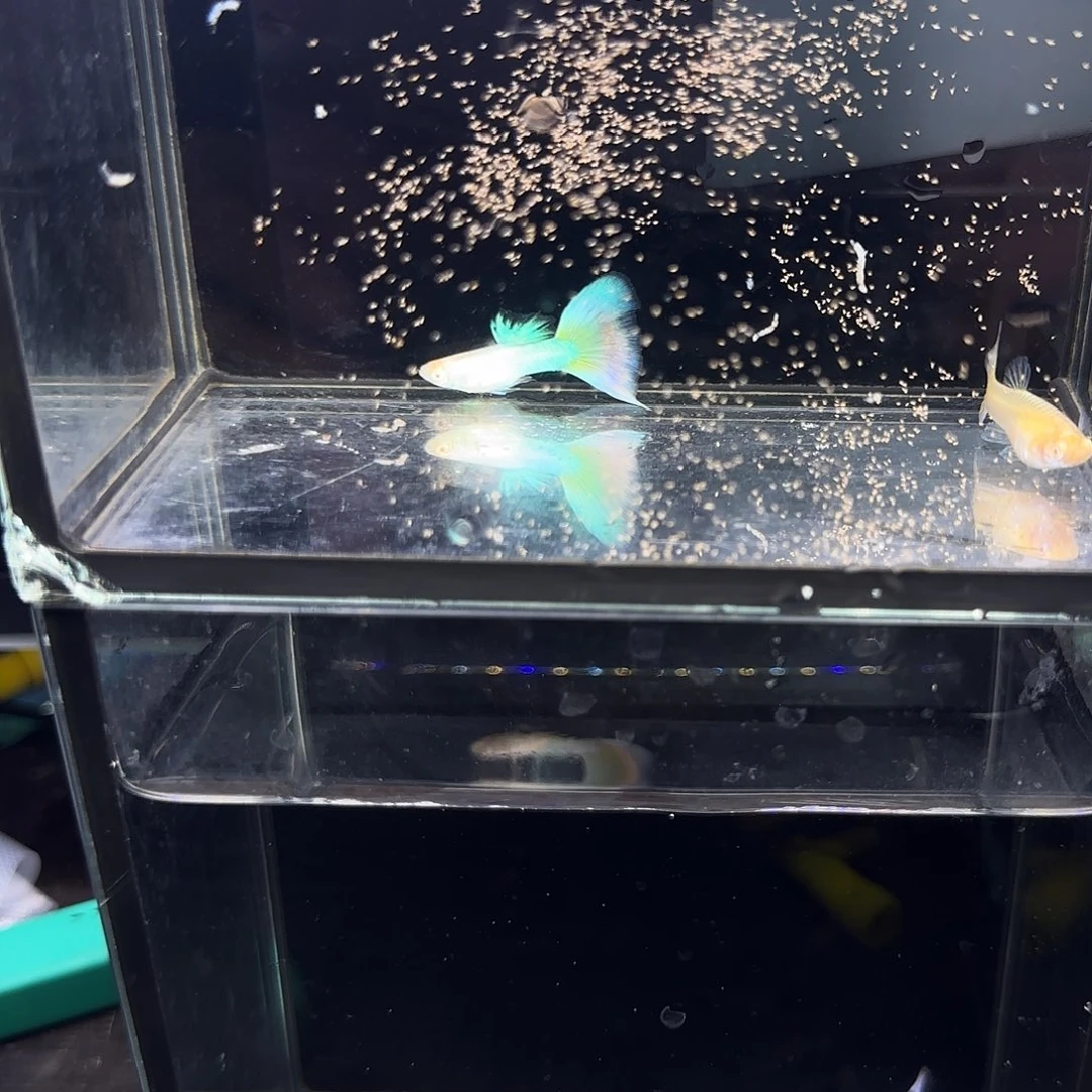 孔雀鱼极光幻彩一对