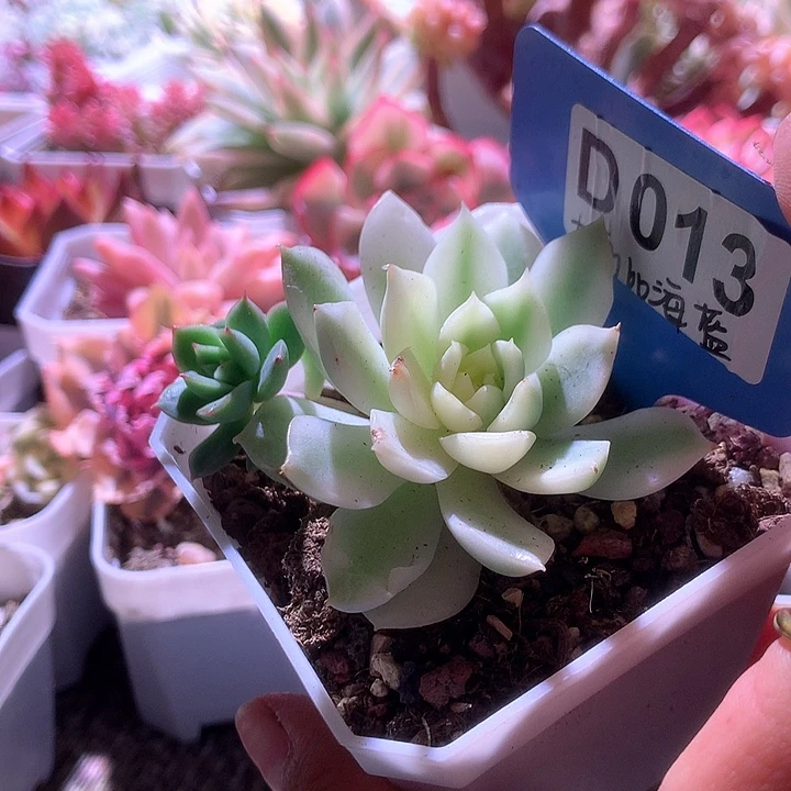 加勒比海兰覆轮锦有根