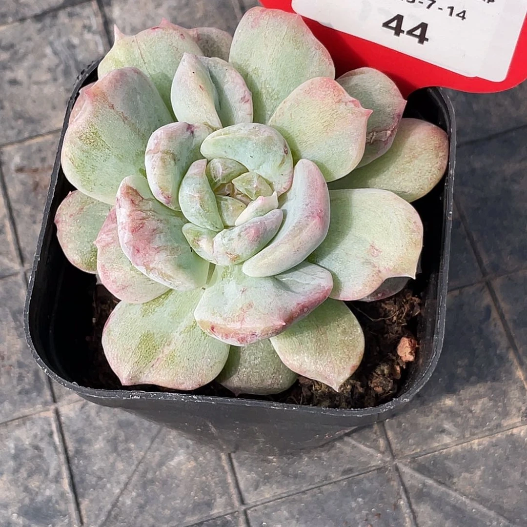 随****萌肉小筑0714-44海梦石化