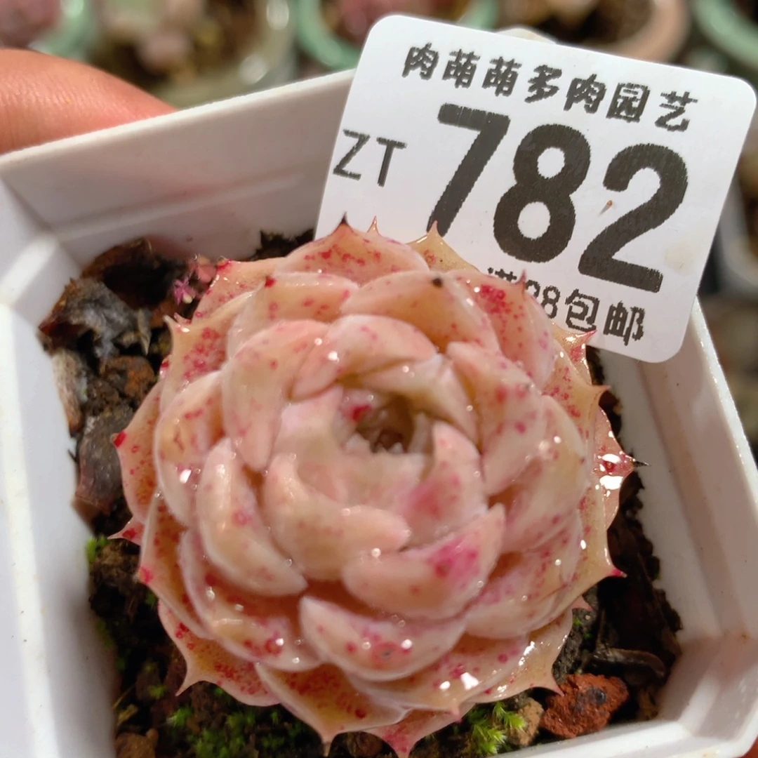 5CM拇指盆精控多肉ZT782