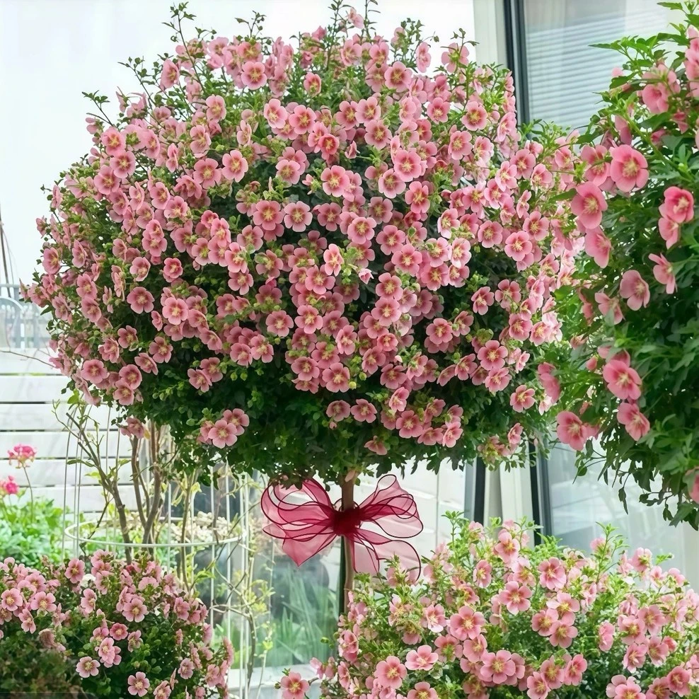 小木槿微草莓棒棒糖盆栽庭院阳台植物四季开花新手易养生花苞发货