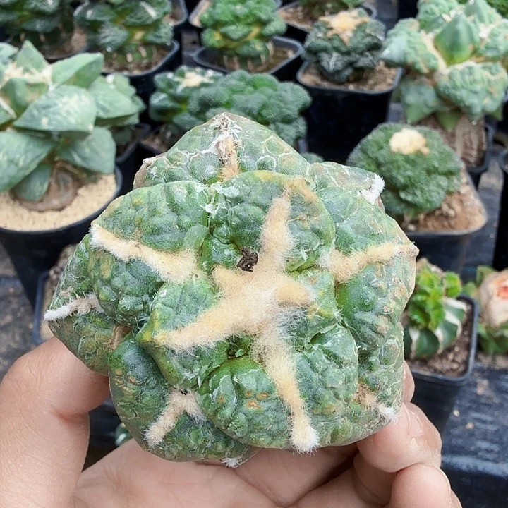 无花朵678大尤连山锦