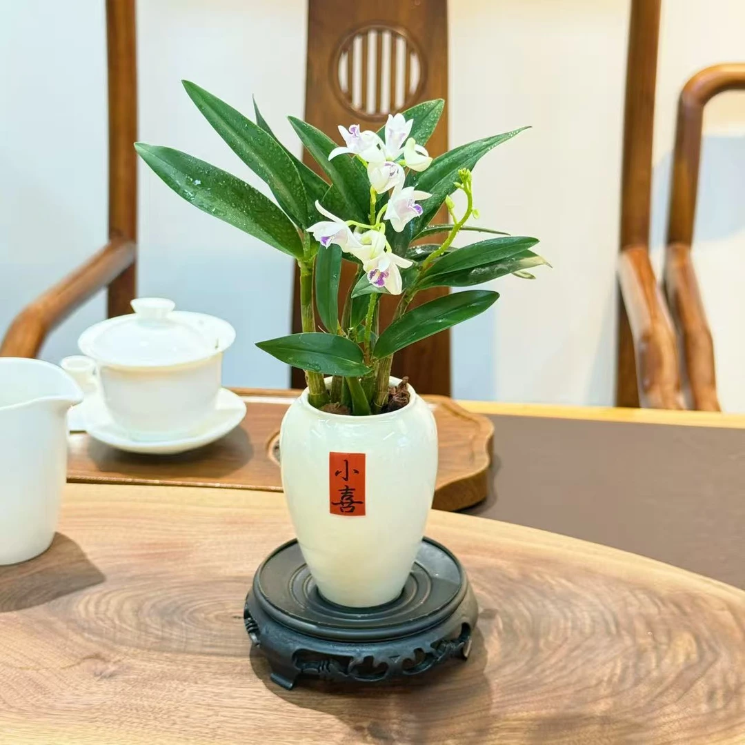 小清新石斛兰桌面绿植盆栽书房茶几装饰花卉