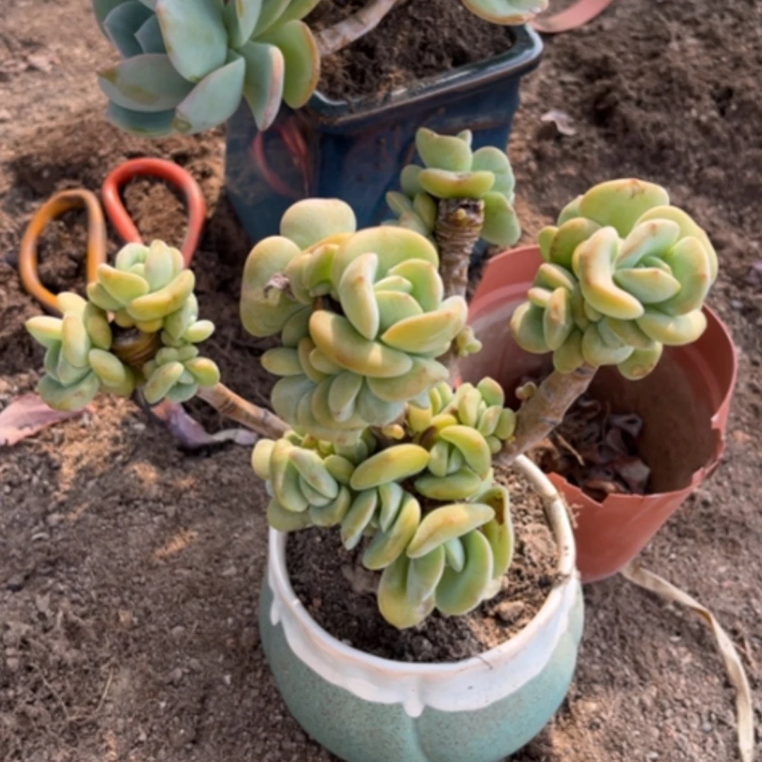 【闪购商品】无花朵?****?