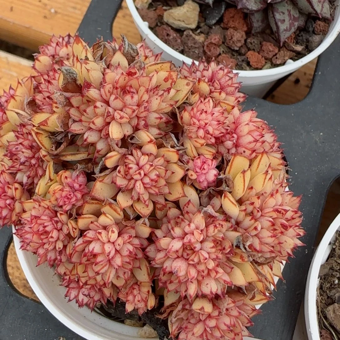 花语逸境0213-322