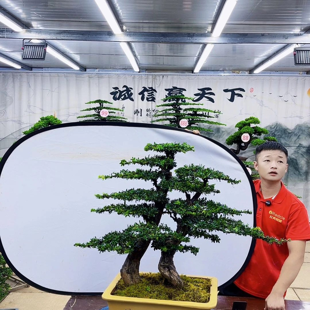 无花朵罗汉松盆景专场