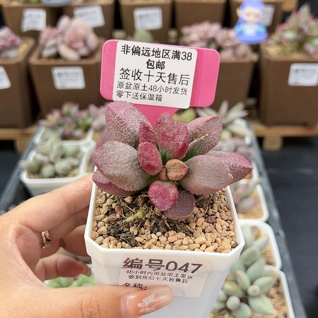 047赛猪肝多肉植物