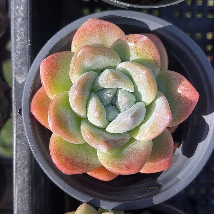 单头冰玉多肉植物精品