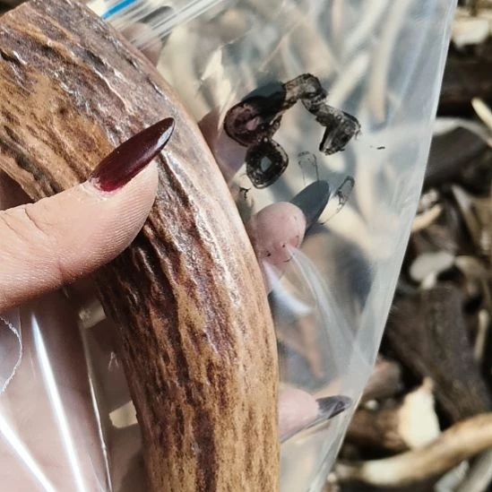 天***行鹿角鹿角鹿角鹿角鹿角鹿角