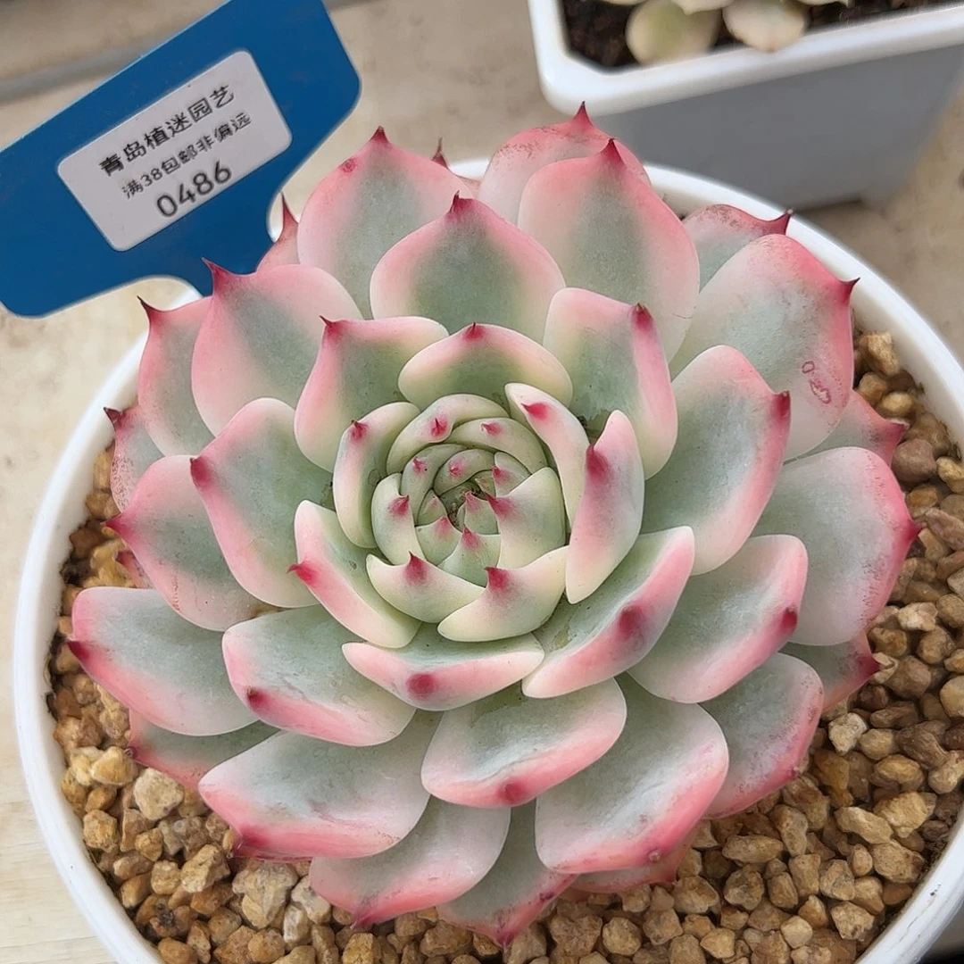 0486吉娃娃锦多肉植物