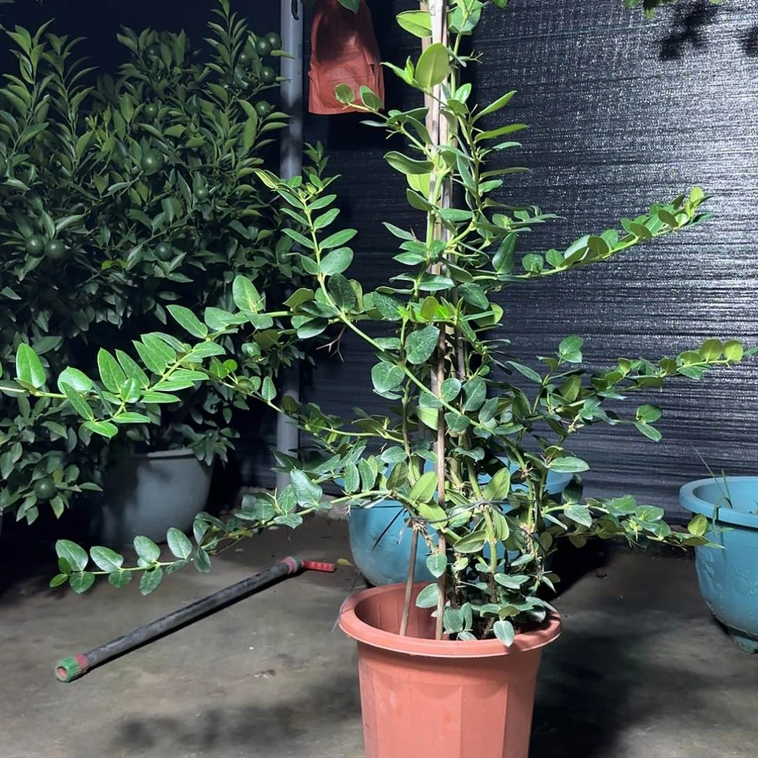 用***9完全开放一物一拍