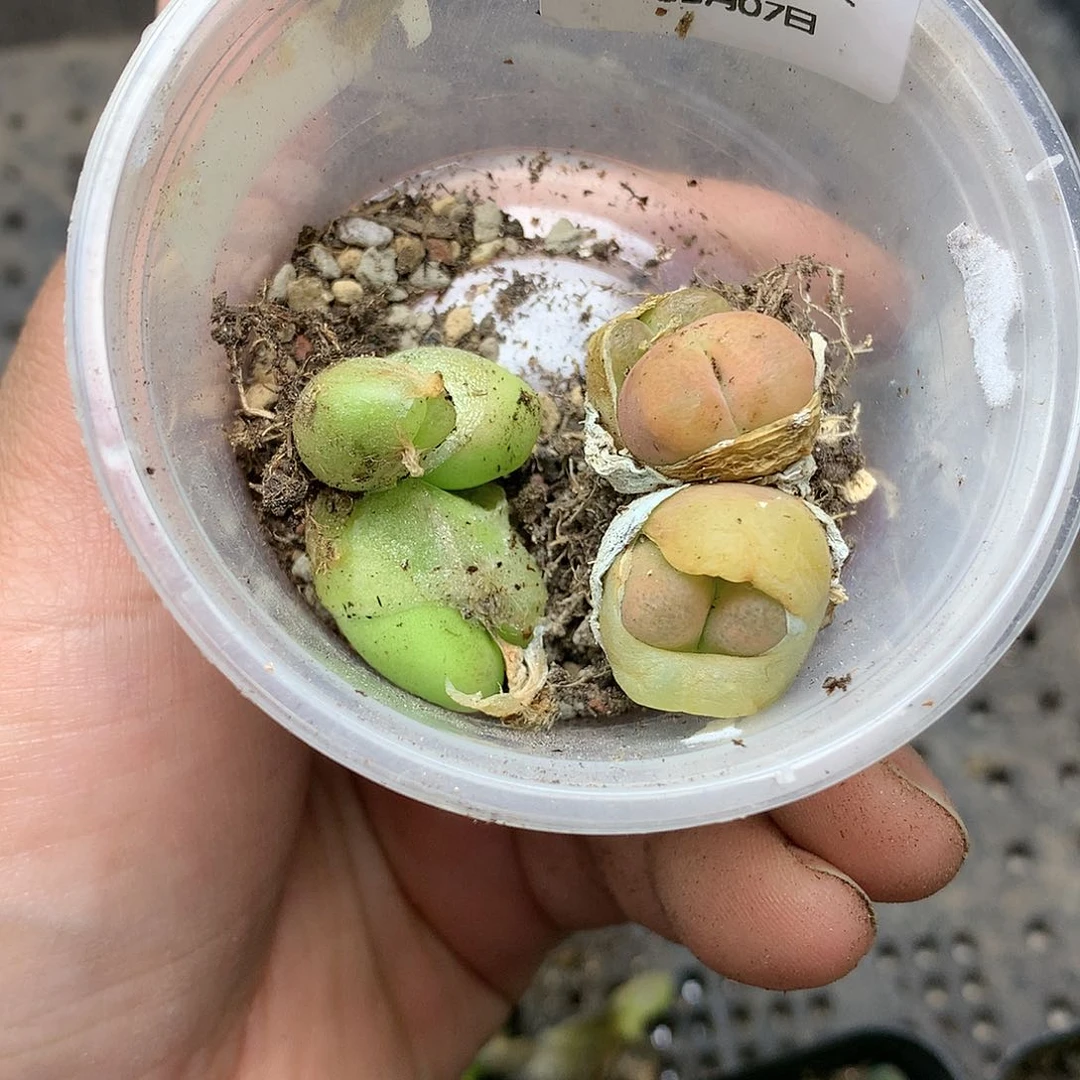 R974多肉植物保护