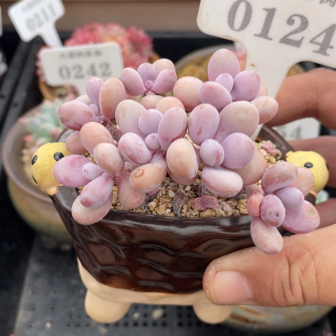 0124桃蛋不带盆8厘米