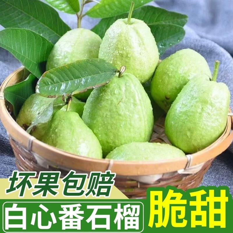 福建现摘白心芭乐非红心番石榴新鲜热带水果口感清甜脆爽非软糯