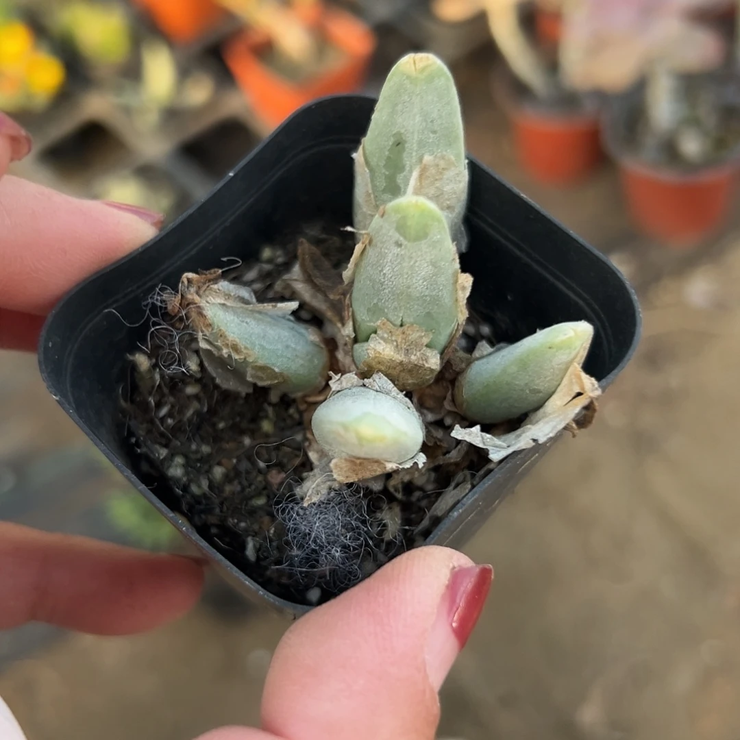 多肉植物奇艺鸟群