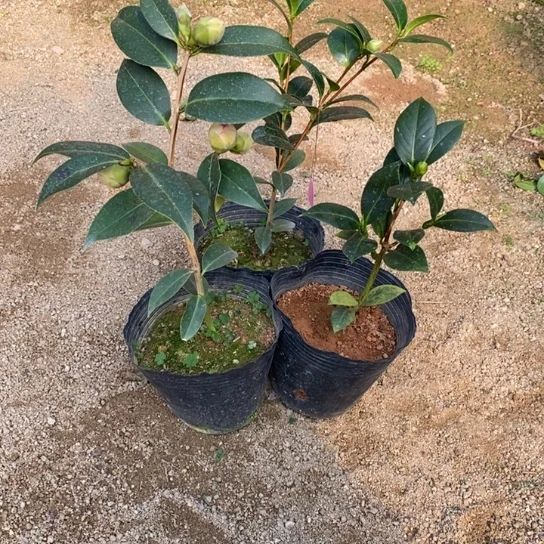 当前无花栽培后可以开花